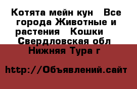 Котята мейн кун - Все города Животные и растения » Кошки   . Свердловская обл.,Нижняя Тура г.